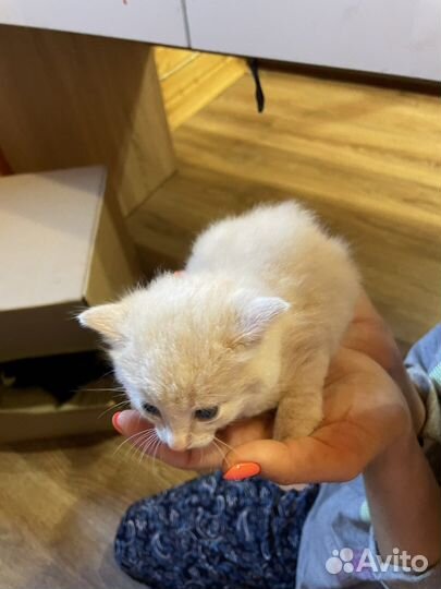 Котята ищут свою семью