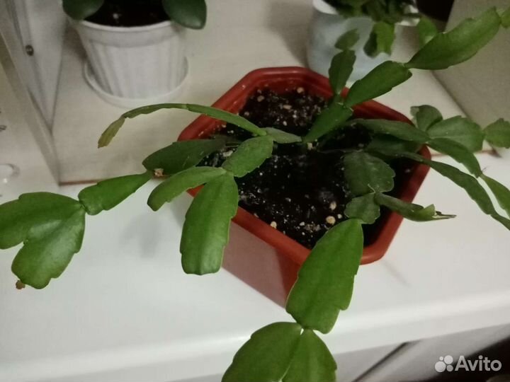 Рипсалидопсис