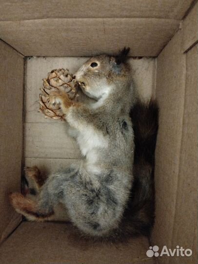 Чучело белки с кедровой шишкой