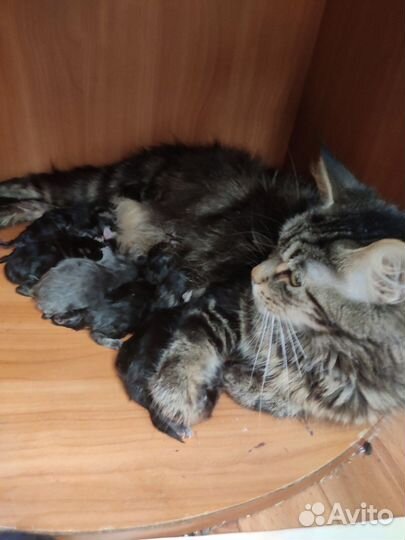 Котята мейн-кун