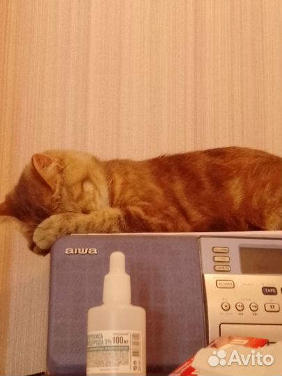 Отдам кошку,в добрые руки