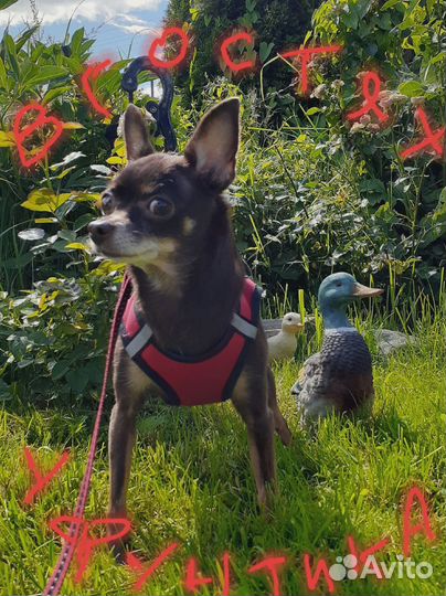 Гостиница для собак