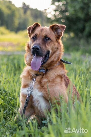 Пёс в добрые руки