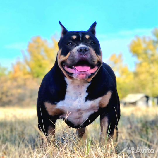 Американский булли