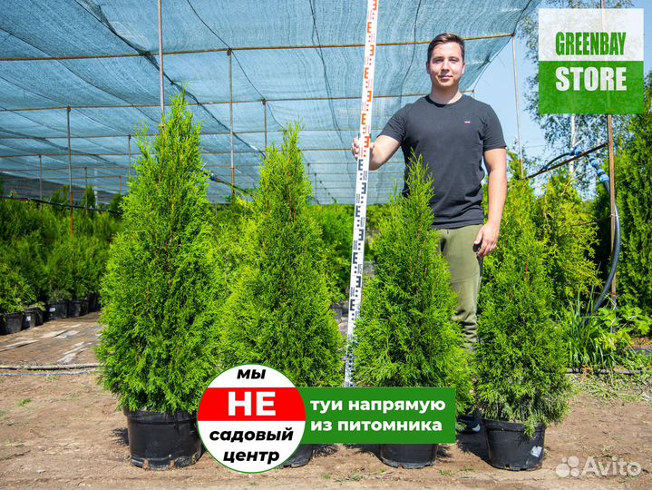 Туи 120 см свежая копка 2023