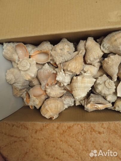 Ракушки для аквариума