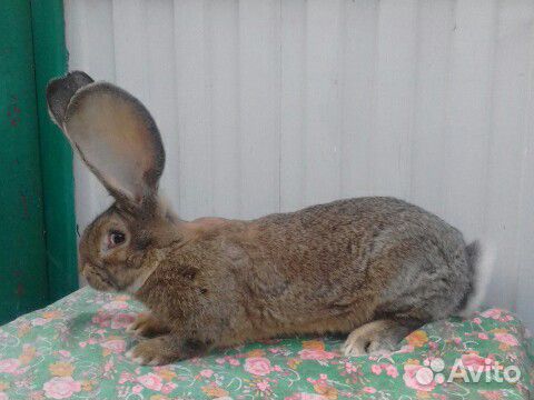 Кролики породы Бельгийский Великан, Полтавское Сер