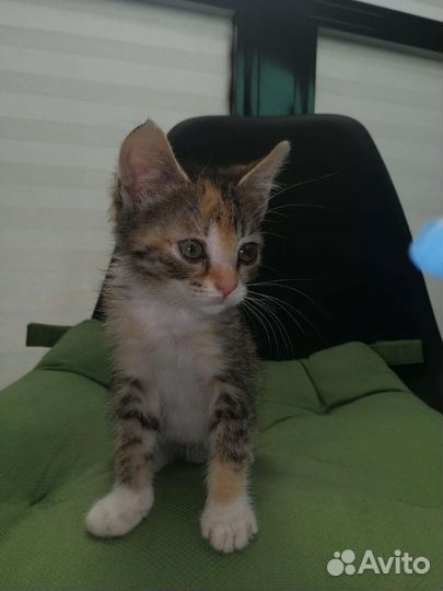 Котёнок кошечка в добрые руки