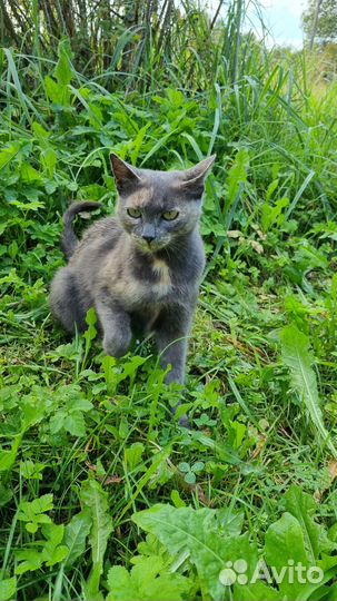 Молодая кошка