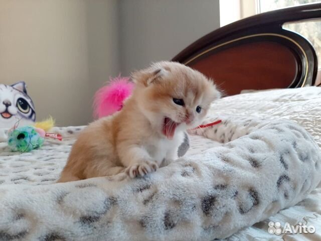 Клубные котята золотая шиншилла