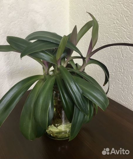 Излишки отростки Рэо