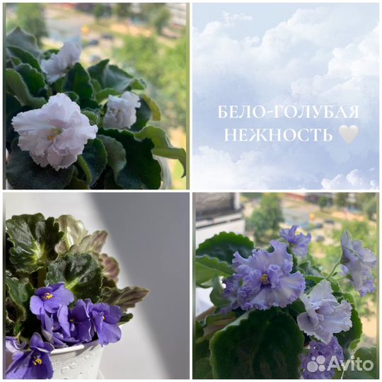 Фиалки детки