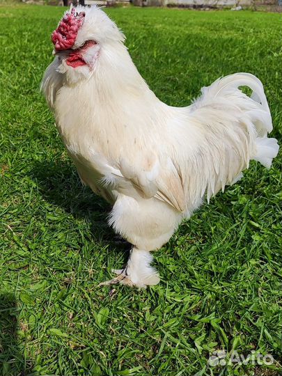 Петух китайский шелковый