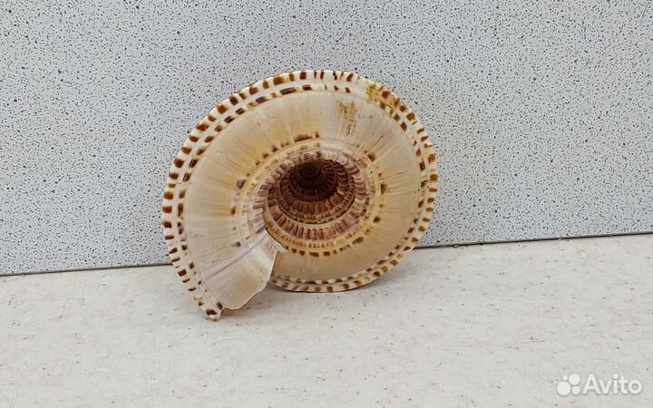 Архитектоника Макулата 7,1 морская ракушка