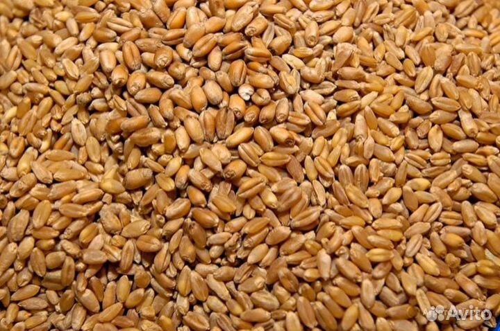 Зерно пшеница, ячмень, кукуруза