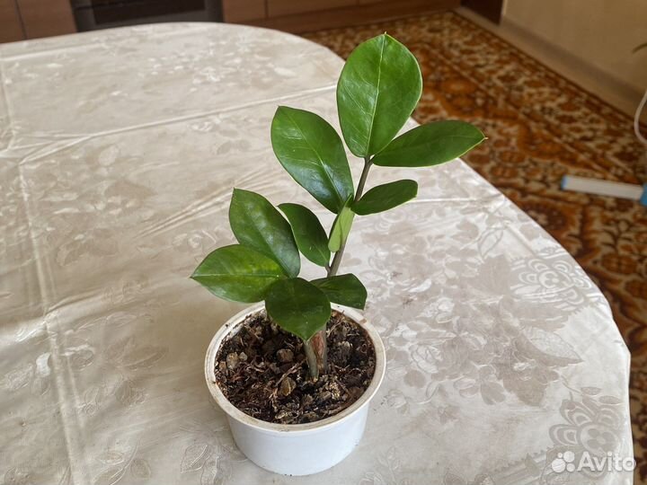 Комнатные цветы