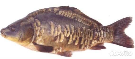 Живая рыба Рыбалка от1кг до1,5кг