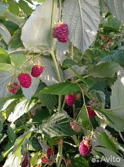 Ремонтантная малина