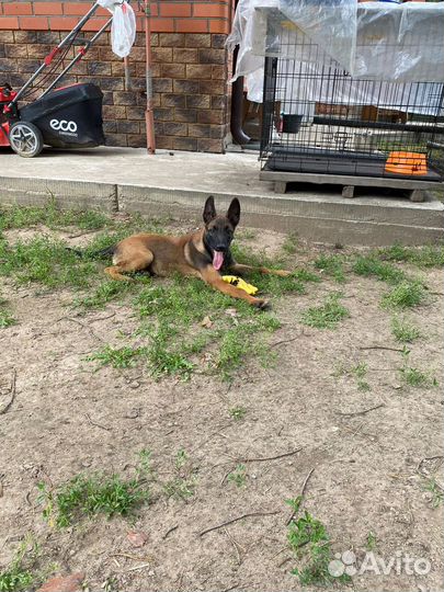 Щенки бельгийской овчарки малинуа (рабочие крови)