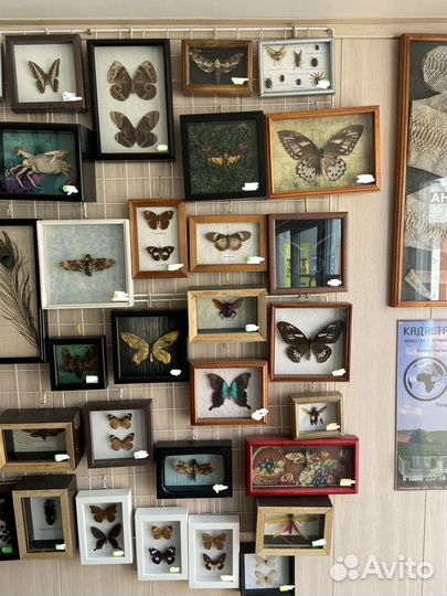 Бабочки в рамках