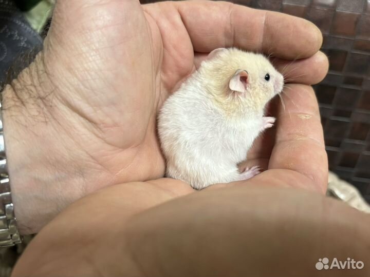 Сирийский хомяк