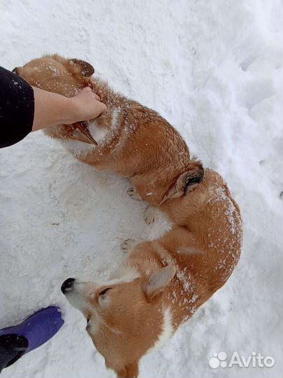 Вязка собак инструктор