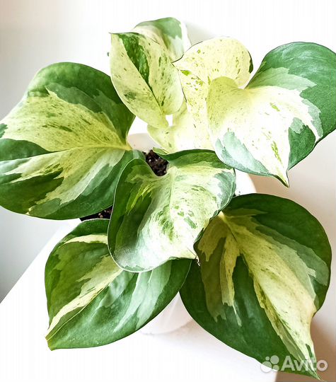 Сциндапсус и Эпипремнум редкие 9 сортов