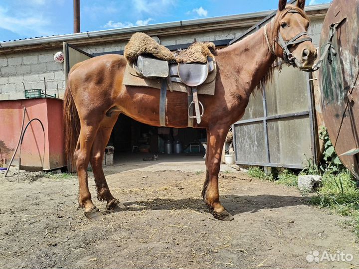 Кобыла Иноходка