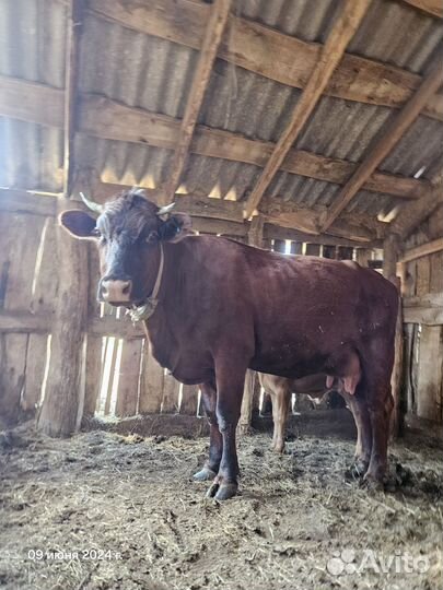 Коровы дойные, телка