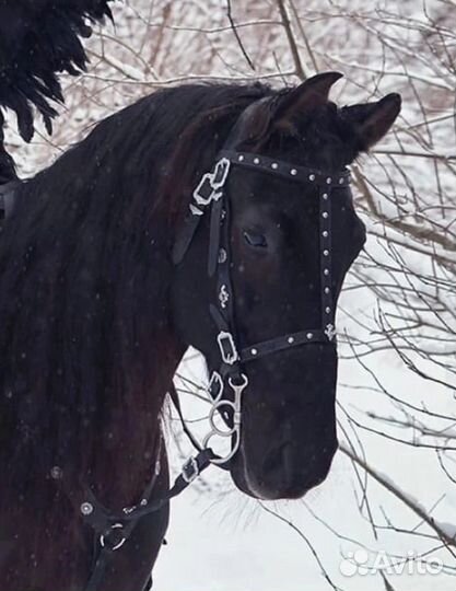 Товары для конного спорта