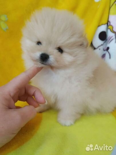 Щенки померанского шпица