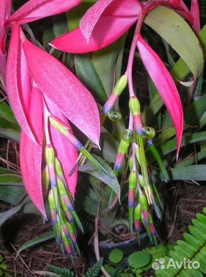 Бильбергия