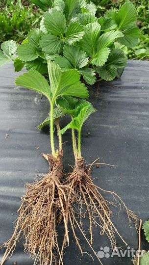 Продам рассаду клубники