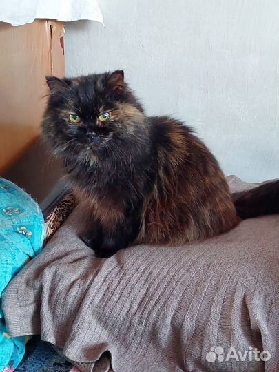 Кошечка Мурка ищет дом