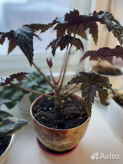 Бегония Грифон