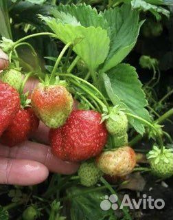 Рассада клубники