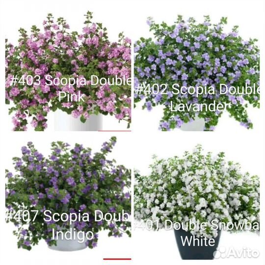 Бакопа вегетативная 12 сортов