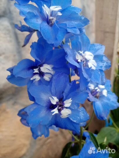 Цветы многолетние