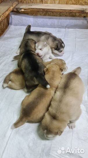 Щенки маламут