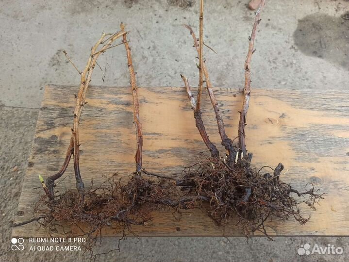 Саженцы малины ремонтантной сорт Геракл