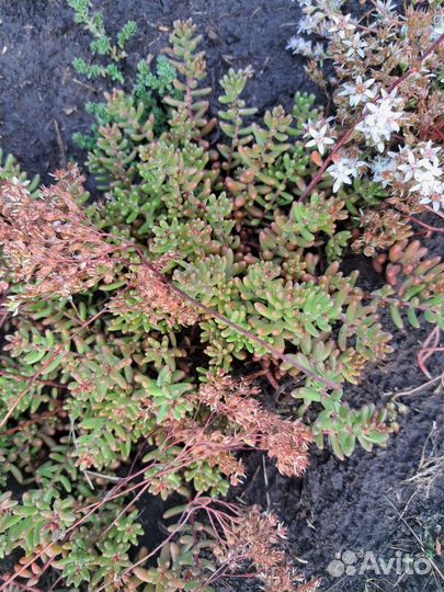 Седум (очиток) отогнутый