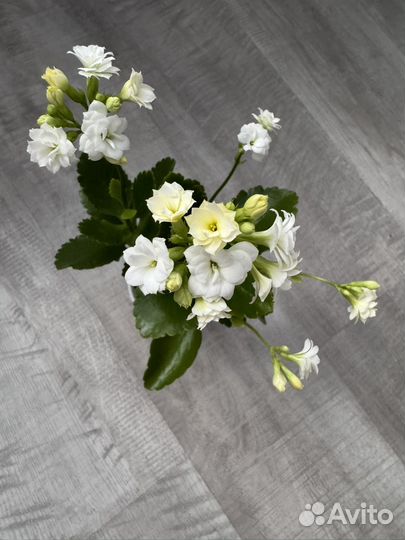 Каланхоэ белое