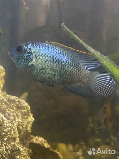 Аквариумные рыбки