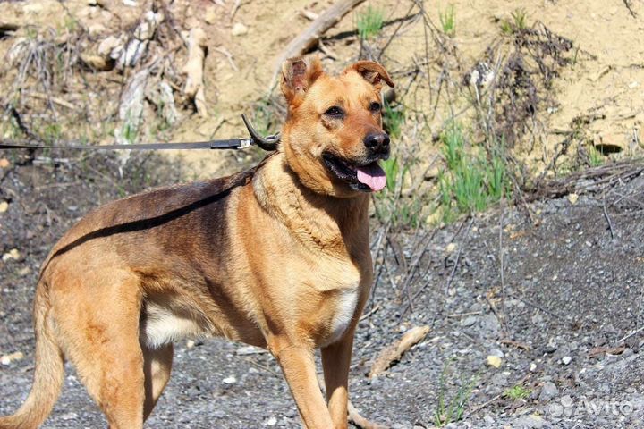 Собака Тэль