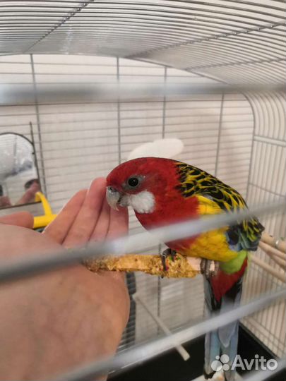 Попугай Розелла пёстрая Девочка