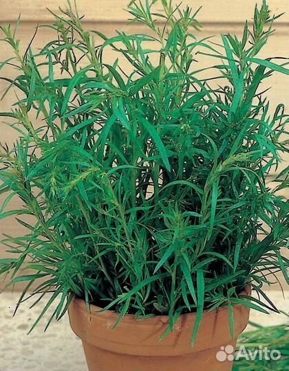 Лаванда,чабрец, вербена лимонная, иссоп и др.)