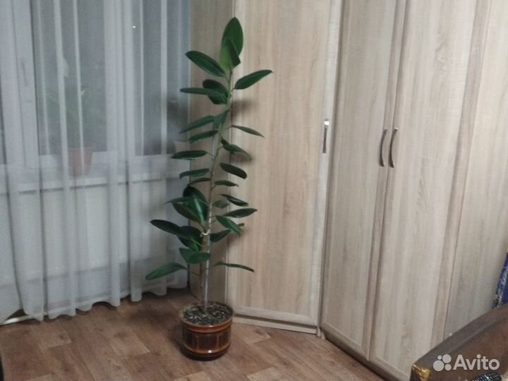 Комнатные цветы