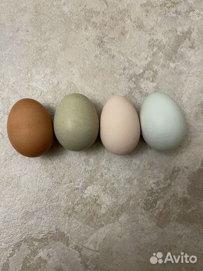 Куры чистопородные с цветным яйцом