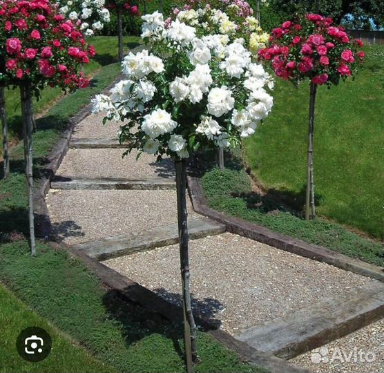 Роза на штамбе