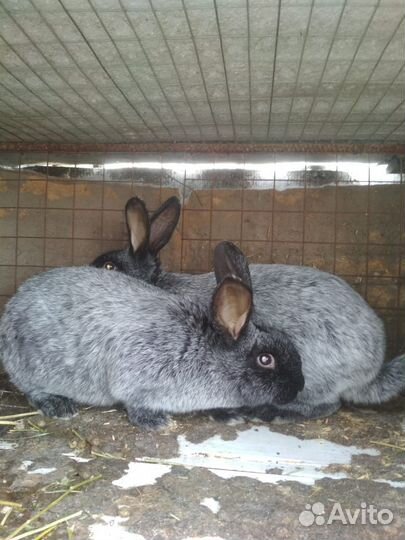 Продам кроликов